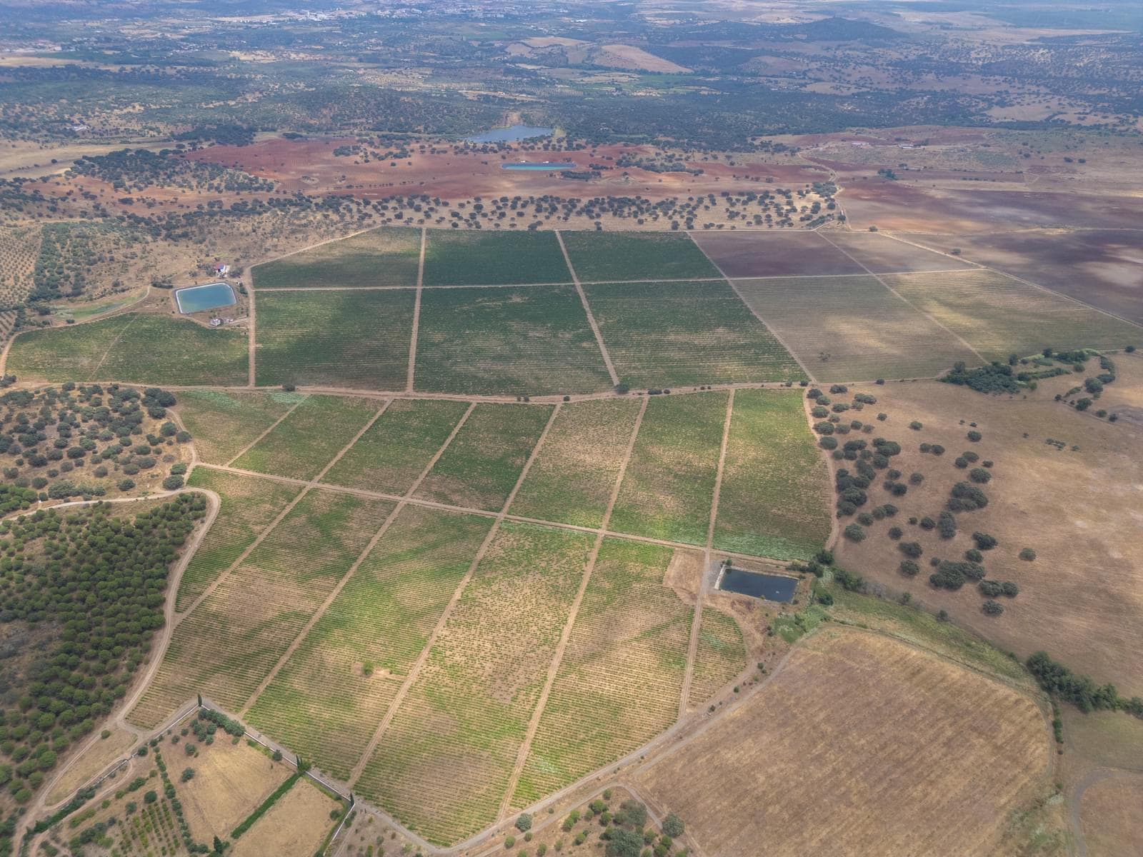 Terreno Misto 96.5 ha, Ciladas, Vila Viçosa - Imagem 19