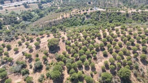 PF35903 - Herdade 4.0 ha, Álcacer do Sal, Alcacer do Sal - Imagem 40