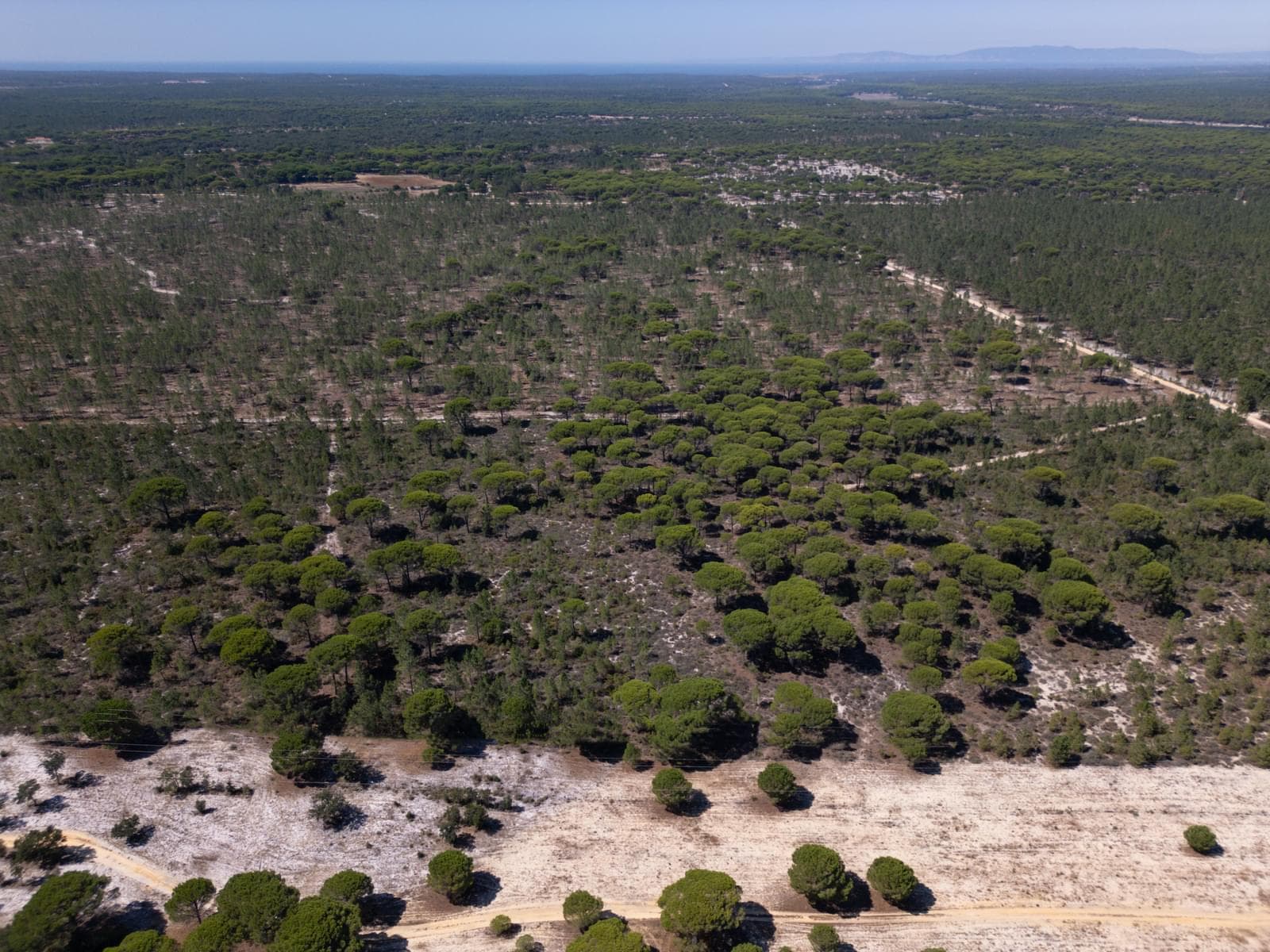 Terreno 9.4 ha, Muda, Grandola - Imagem 1