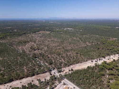 PF37192 - Terreno 9.4 ha, Muda, Grandola - Imagem 10