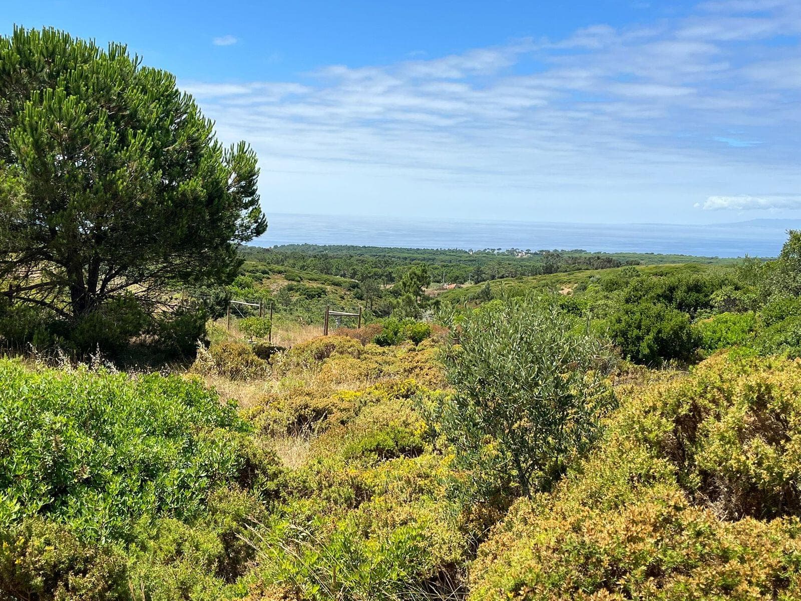 Terrain mixte 1.6 ha, Sesimbra - Image 4