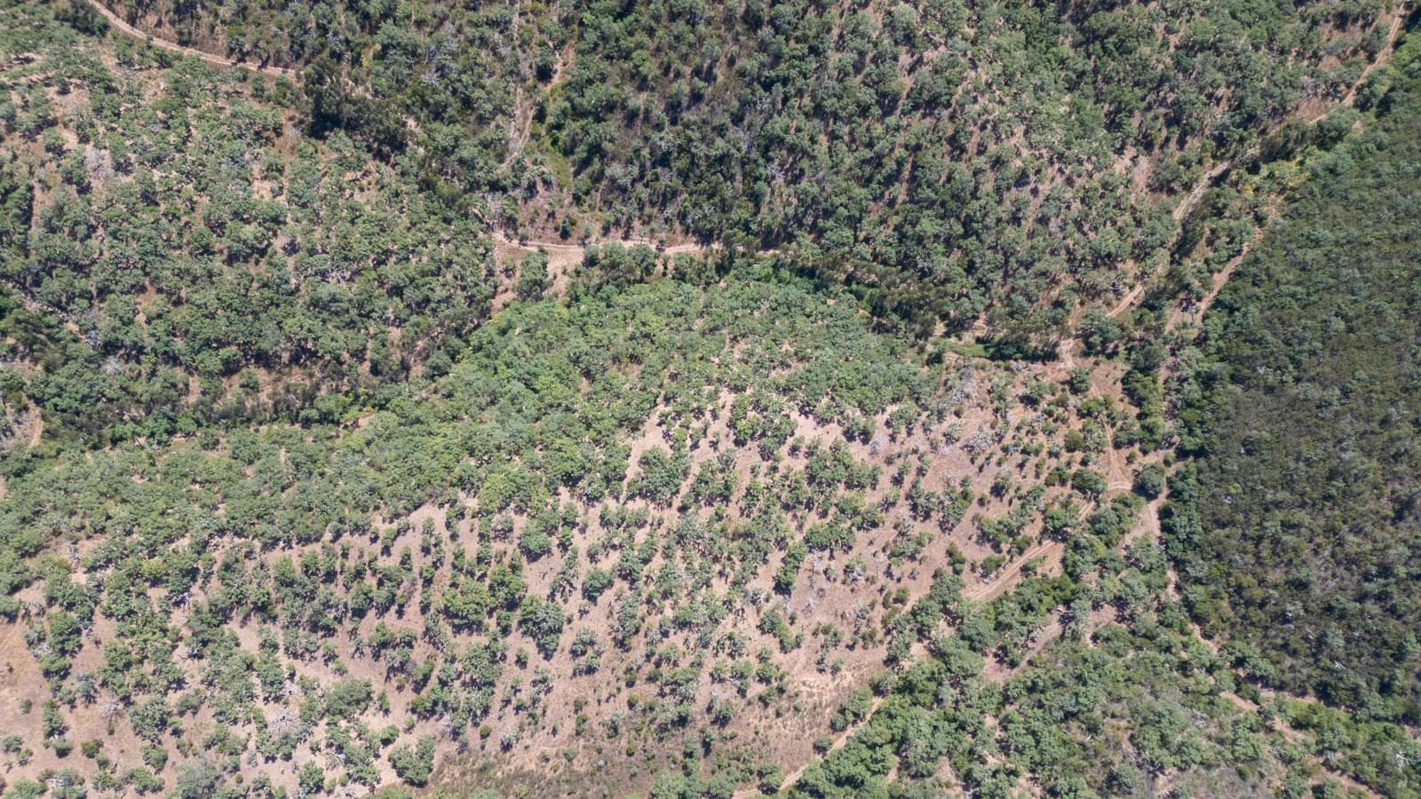 Terreno Misto 10.0 ha, São Francisco da Serra, Santiago do Cacem - Imagem 14