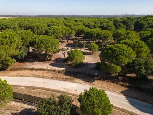 PF37980 - Terreno 2.6 ha, Santo Estevão, Benavente - Imagem 7