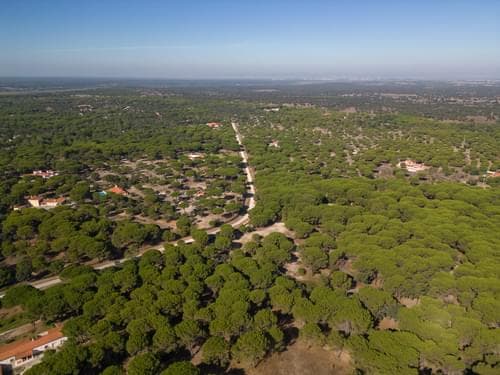 PF37980 - Terreno 2.6 ha, Santo Estevão, Benavente - Imagem 5