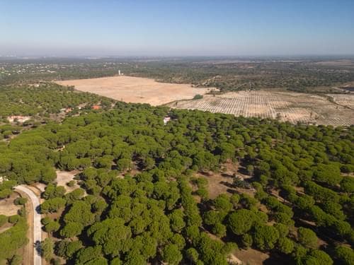 PF37980 - Terreno 2.6 ha, Santo Estevão, Benavente - Imagem 20
