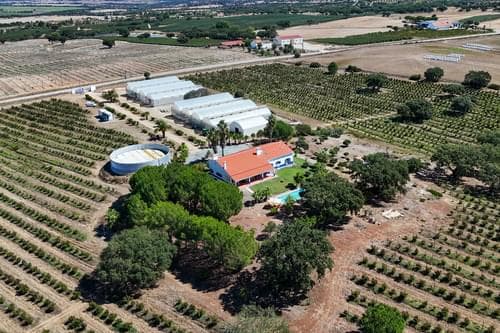 PF38096 - Ferme 9.6 ha, Foros de Vale Figueira, Montemor-o-Novo - Image 33