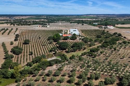 PF38096 - Ferme 9.6 ha, Foros de Vale Figueira, Montemor-o-Novo - Image 34
