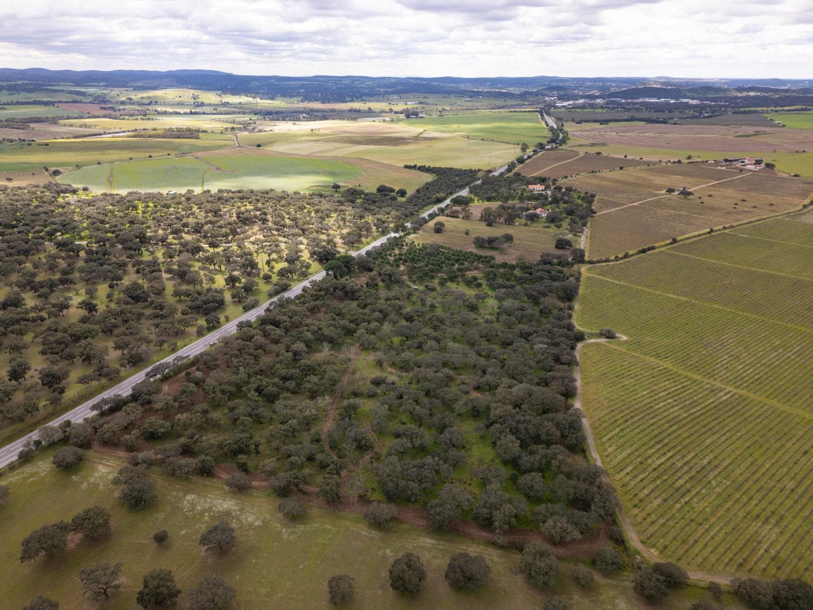 Terreno Rústico 7.5 ha, Quinta da Amoreira, Montemor-o-Novo - Imagem 8