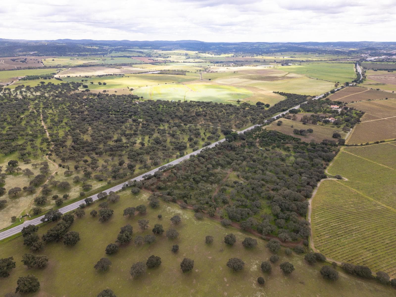 Terreno Rústico 7.5 ha, Quinta da Amoreira, Montemor-o-Novo - Imagem 10