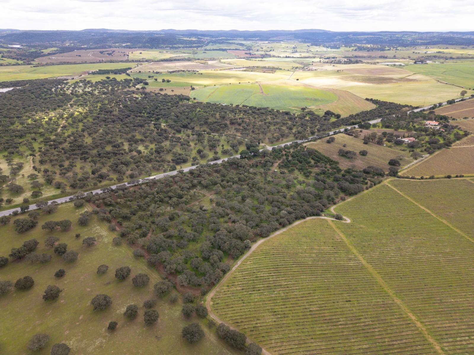 Terreno Rústico 7.5 ha, Quinta da Amoreira, Montemor-o-Novo - Imagem 12