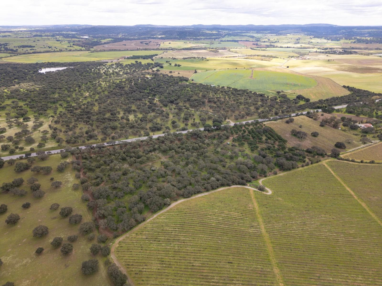 Terreno Rústico 7.5 ha, Quinta da Amoreira, Montemor-o-Novo - Imagem 13