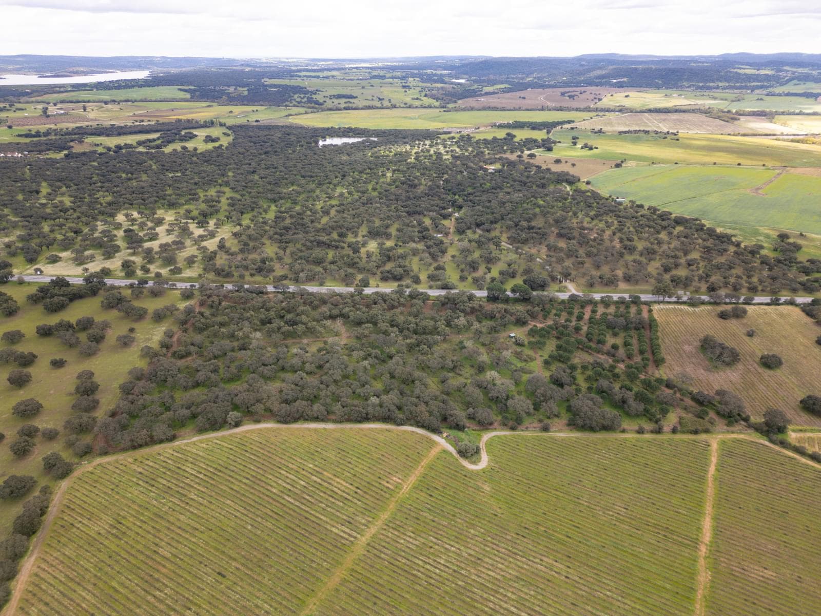 Terreno Rústico 7.5 ha, Quinta da Amoreira, Montemor-o-Novo - Imagem 14