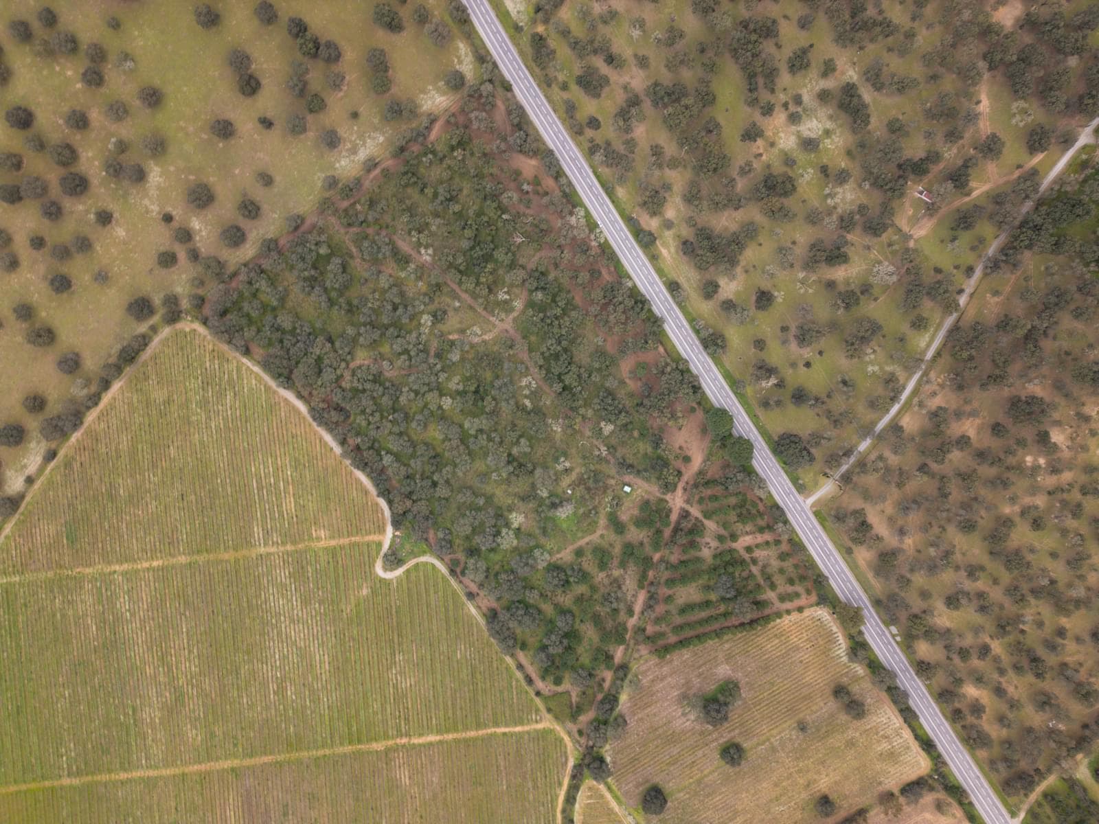 Terreno Rústico 7.5 ha, Quinta da Amoreira, Montemor-o-Novo - Imagem 24