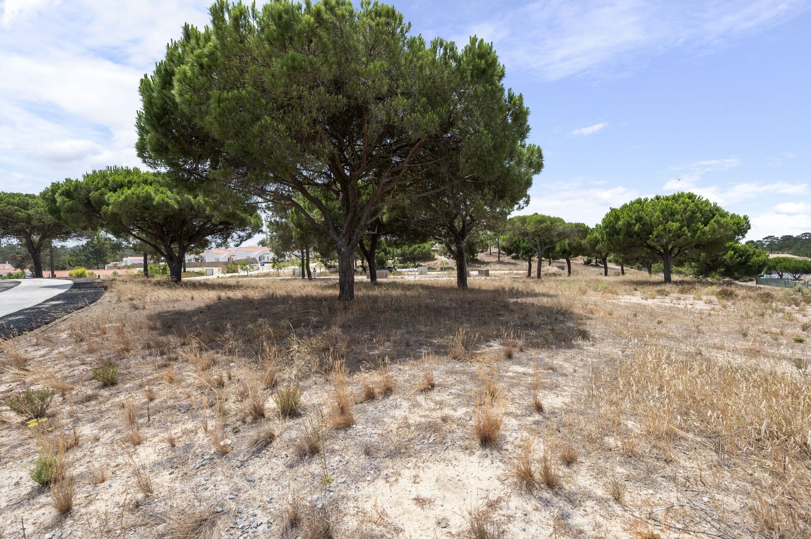 Lote 997 m2, Carvalhal, Grandola - Imagem 3
