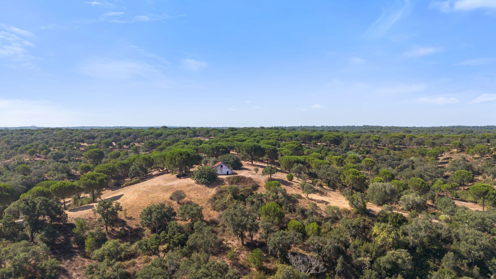 Herdade 176.6 ha, Montemor-o-Novo - Imagem 16