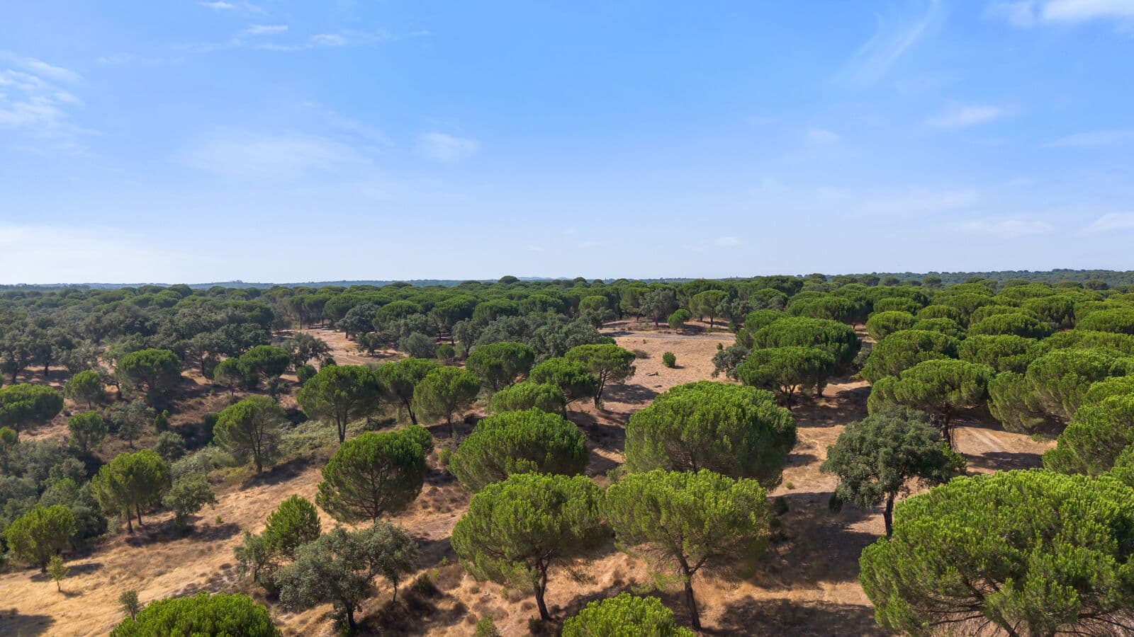 Herdade 176.6 ha, Montemor-o-Novo - Imagem 17
