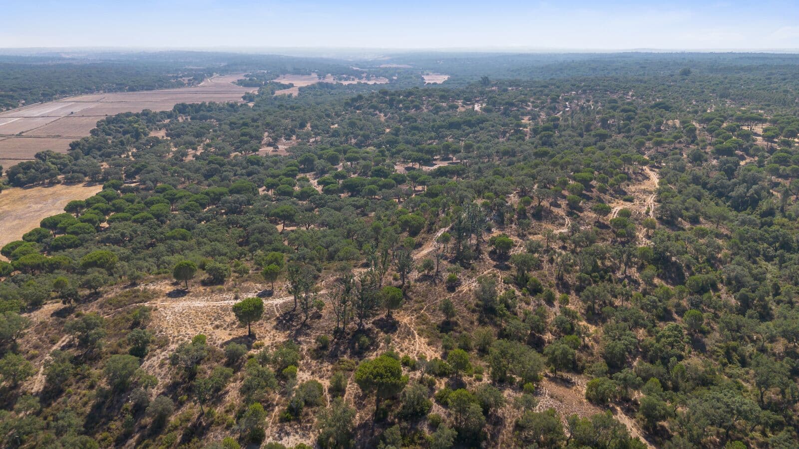 Herdade 176.6 ha, Montemor-o-Novo - Imagem 18