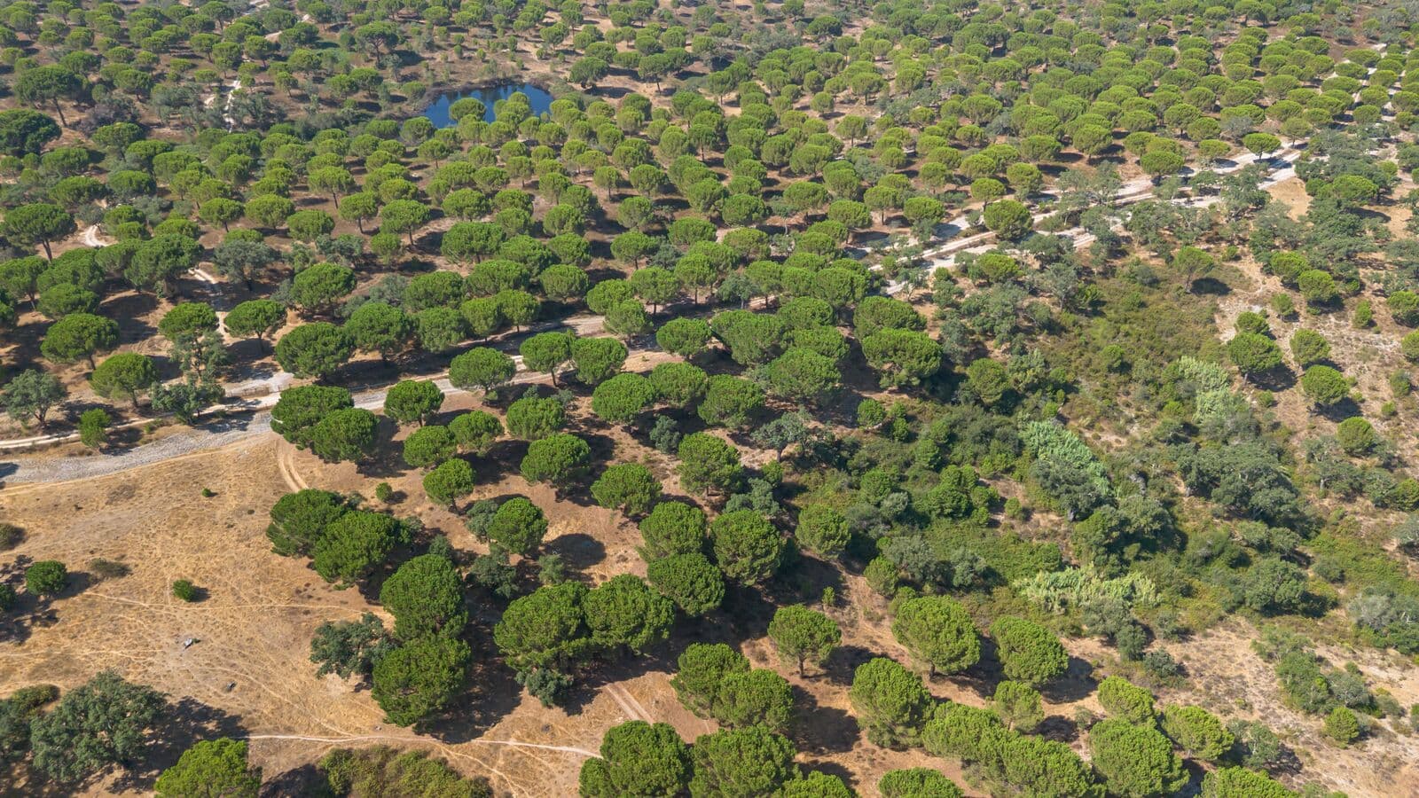 Herdade 176.6 ha, Montemor-o-Novo - Imagem 20