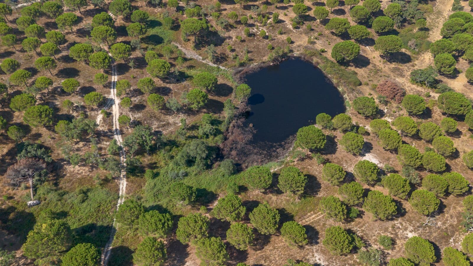 Herdade 176.6 ha, Montemor-o-Novo - Imagem 8