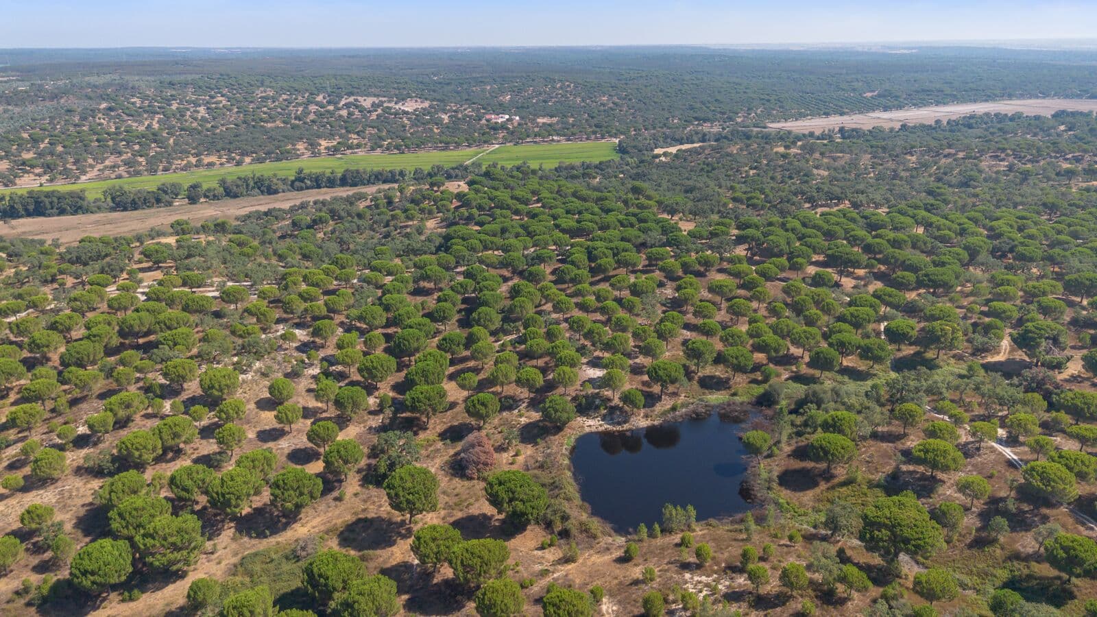 Herdade 176.6 ha, Montemor-o-Novo - Imagem 9