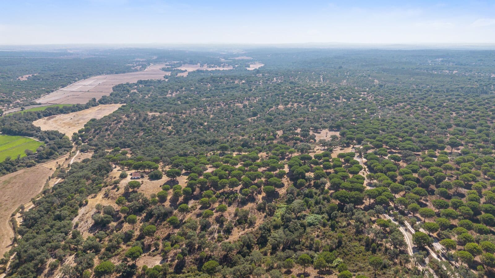 Herdade 176.6 ha, Montemor-o-Novo - Imagem 24