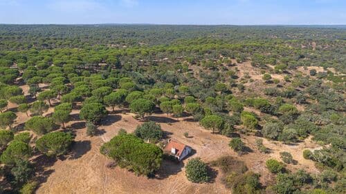 PF41106 - Herdade 176.6 ha, Montemor-o-Novo - Imagem 11