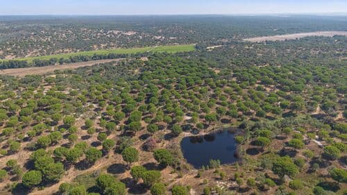 PF41106 - Herdade 176.6 ha, Montemor-o-Novo - Imagem 9
