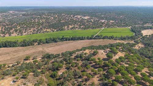 PF41106 - Herdade 176.6 ha, Montemor-o-Novo - Imagem 21