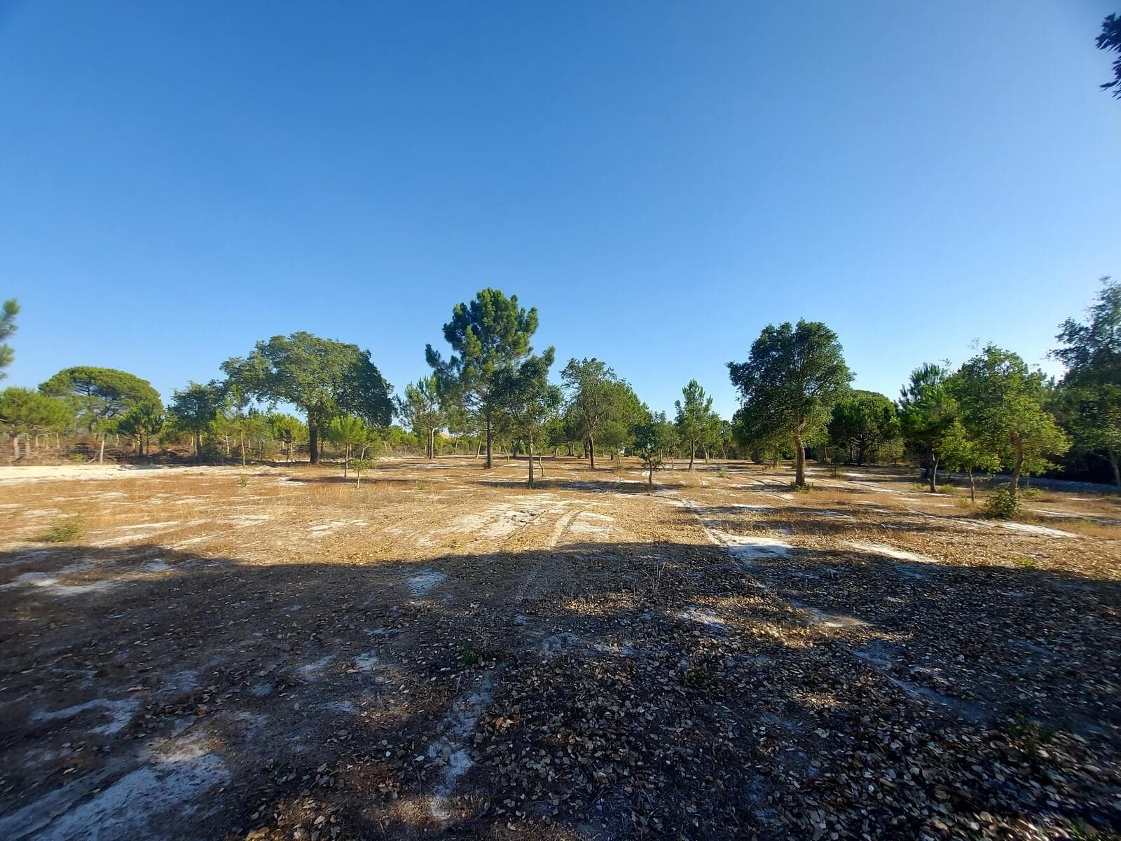 Terreno Rústico em Perímetro Urbano 1.3 ha, Lagoa de Santo André, Santiago do Cacem - Imagem 8