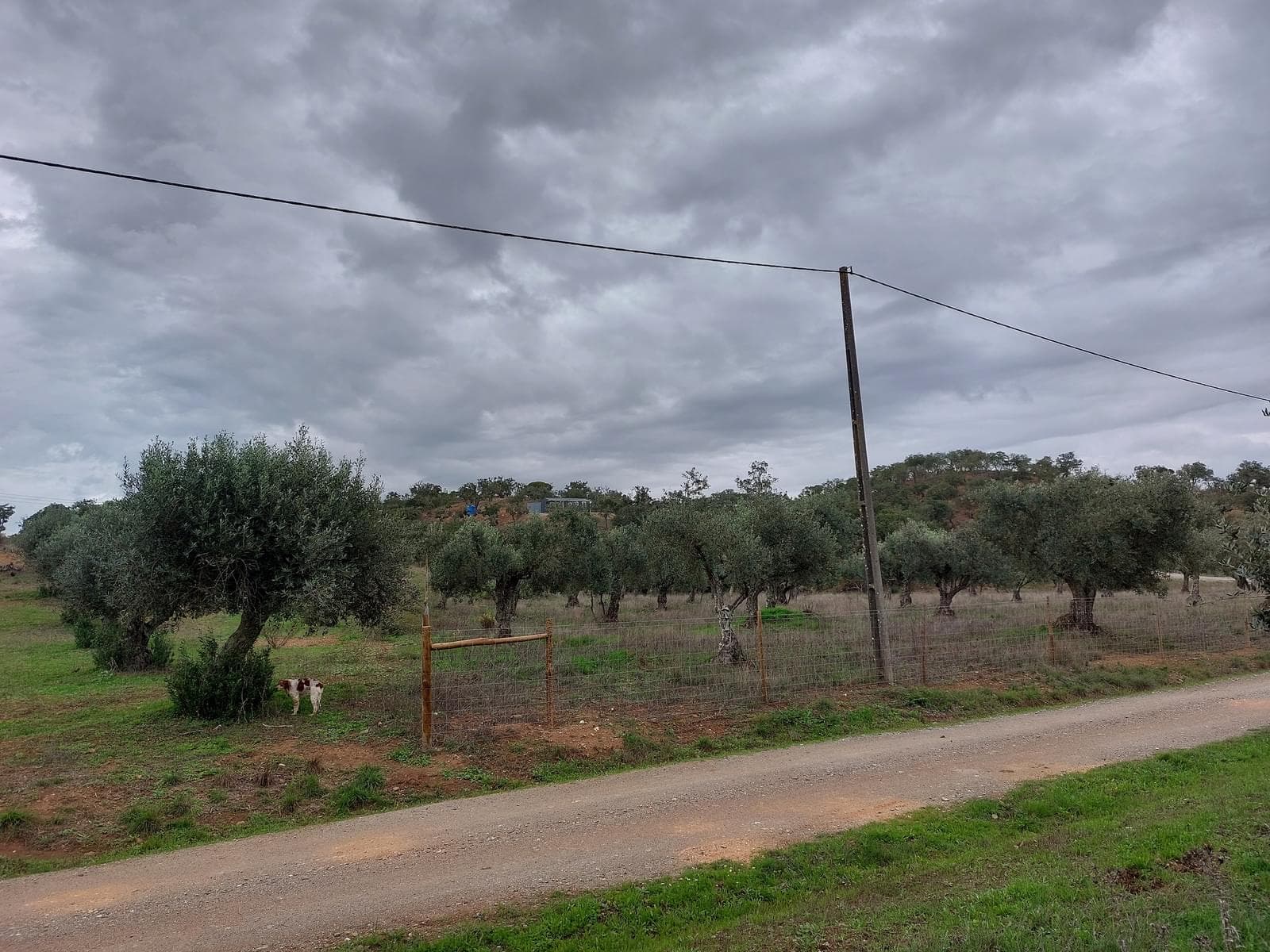 Terreno Rústico 5.8 ha, São Bartolomeu da Serra, Santiago do Cacem - Imagem 29