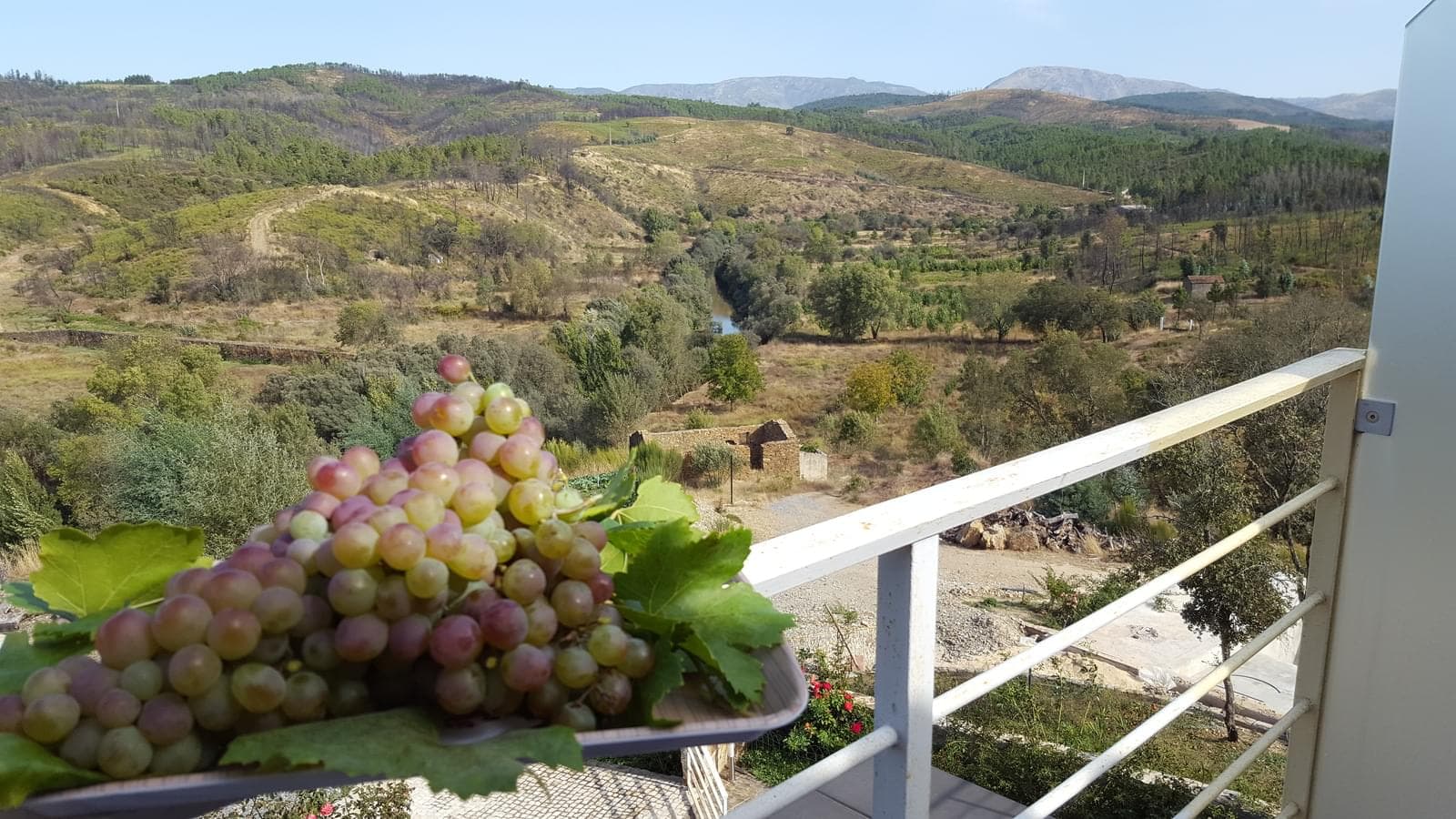 Quinta 5.3 ha, Covilhã - Imagem 117