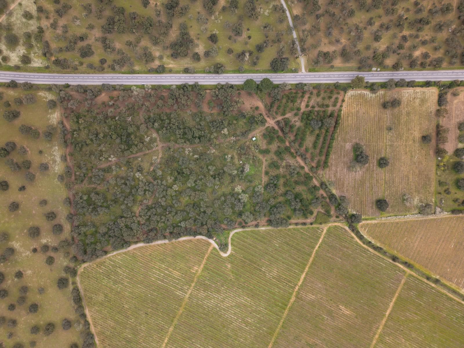 Terreno Rústico 7.5 ha, Quinta da Amoreira, Montemor-o-Novo - Imagem 21