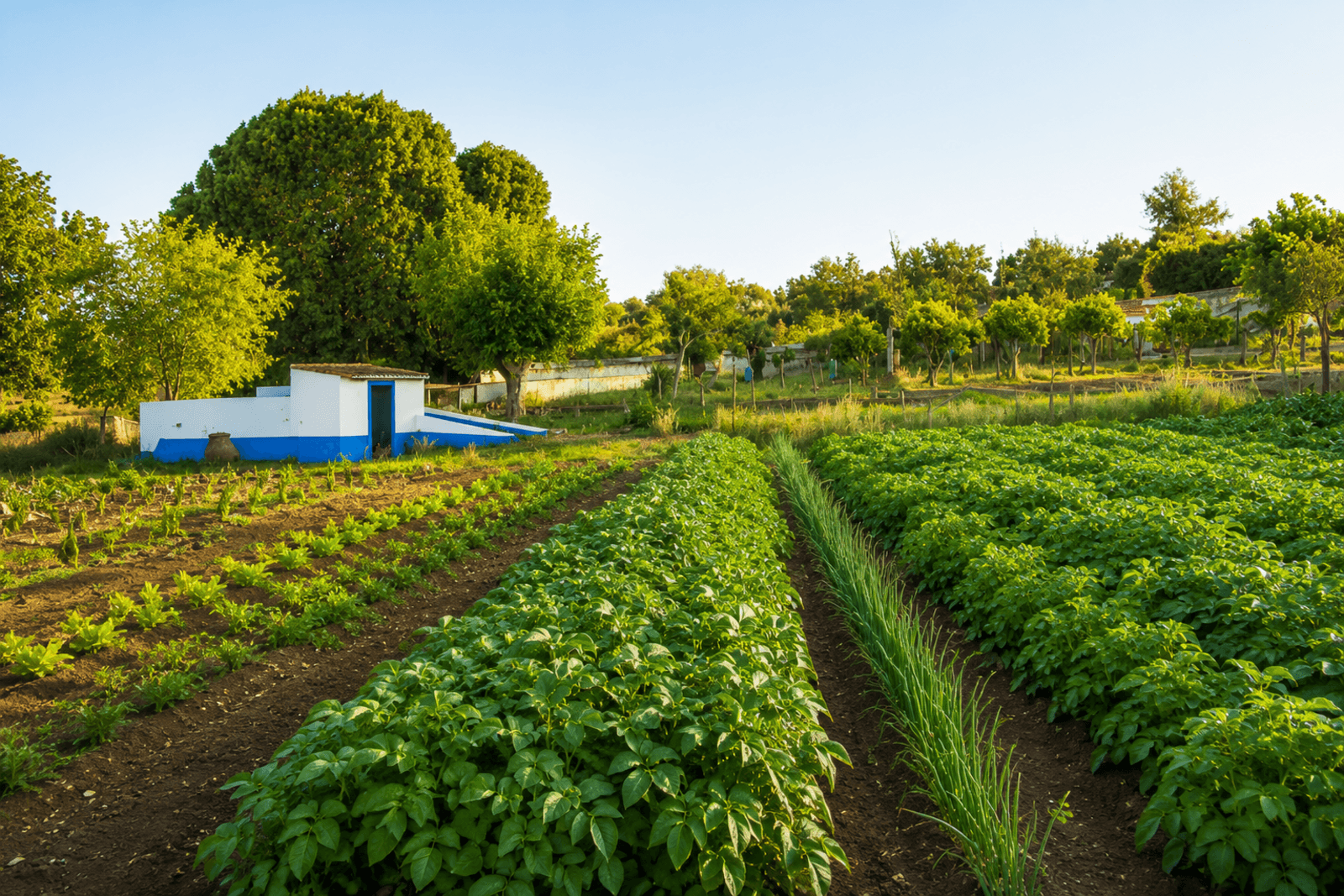 Quinta 13.9 ha, Alcáçovas, Viana do Alentejo - Imagem 64