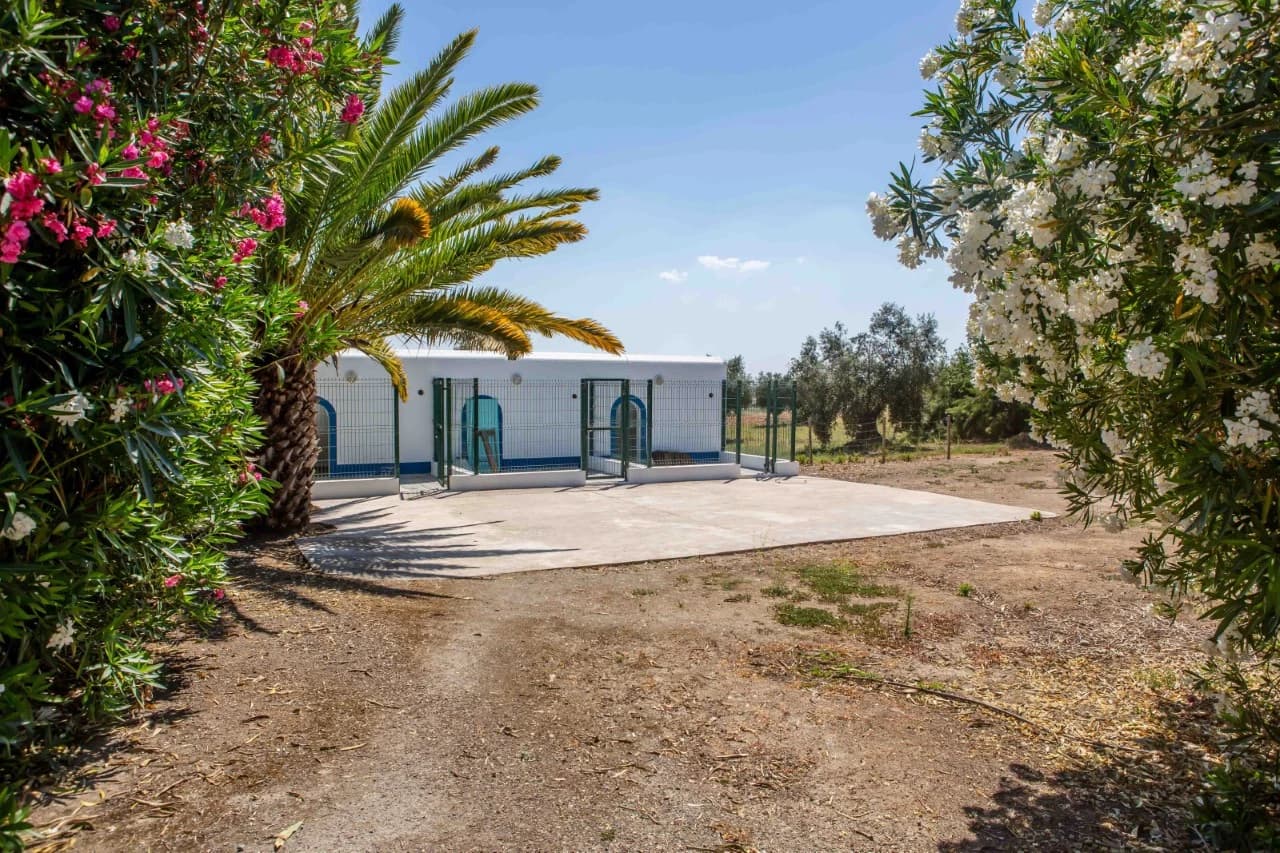 Quinta 29.1 ha, Ferreira do Alentejo - Imagem 25