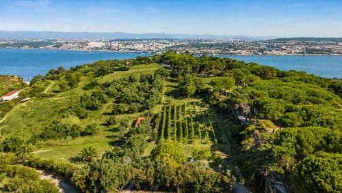 PF41336 - Farm 7.9 ha, Trafaria, Almada - Image 15