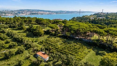 PF41336 - Farm 7.9 ha, Trafaria, Almada - Image 17